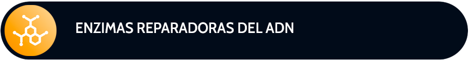 ENZIMAS-REPARADORAS-DEL-ADN